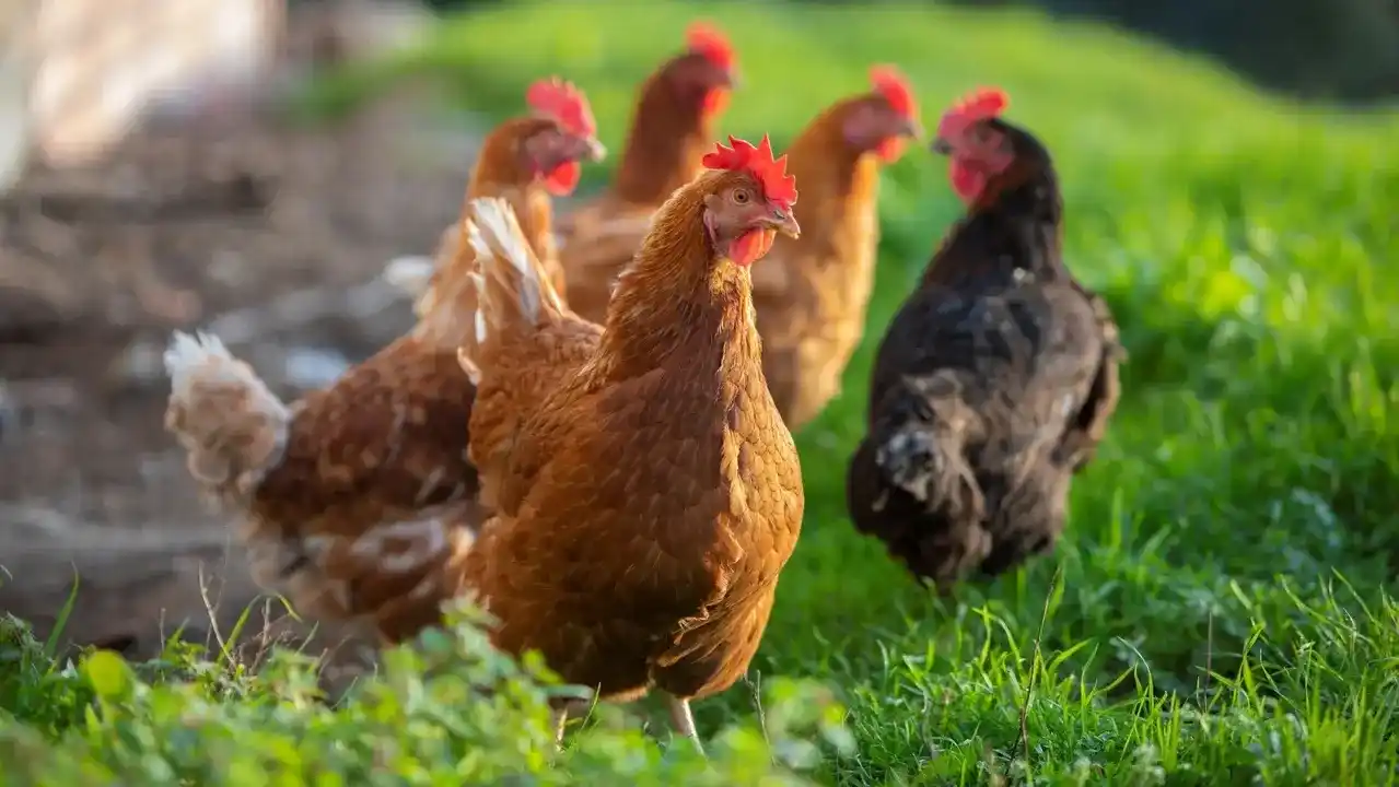 Gallinas camperas de O Pazo de Vilarullo al aire libre