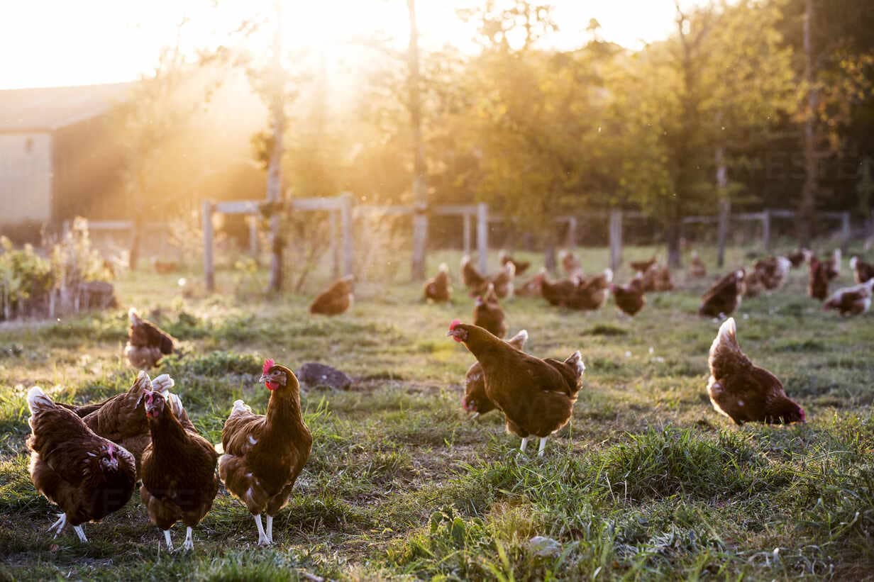 Gallinas camperas de O Pazo de Vilarullo al amanecer