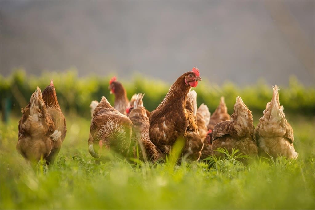 Gallinas camperas en libertad — granja de huevos camperos en Galicia, O Pazo de Vilarullo