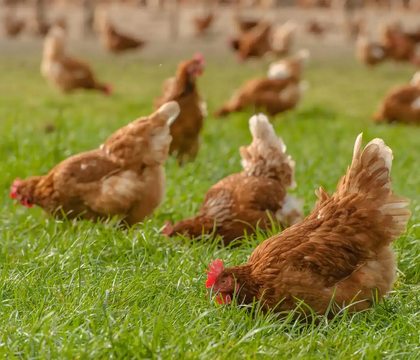 Gallinas camperas pastando en prado gallego
