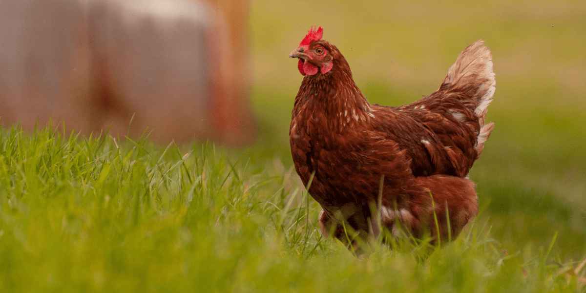 Gallina campera en libertad en Galicia